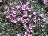 Thymus cilicicus