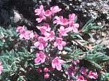 Thymus cilicicus