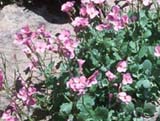 Aubrieta deltoides
