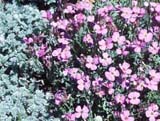 Aubrieta deltoides