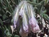 Onosma sp