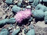 Compositae