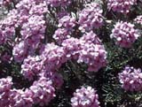 Aethionema-cf_grandiflor