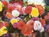   _  dahlia_com