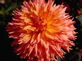  Opium