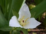 Trillium camschatcense