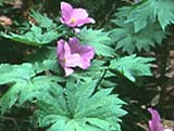 Glaucidium palmatum