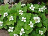 Cornus canadensis