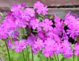 Primula cortusoides_ .