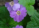 Primula minkwitziae