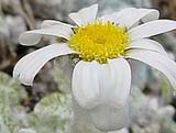 Pyrethrum leontopodium