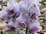 Aconitum rotundifolium