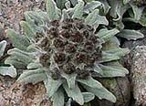 Saussurea gnaphaloides