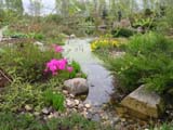 Primula rosea