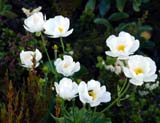 Ranunculus lyallii