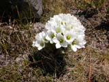 Gentiana matthewsii