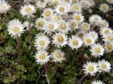 Helichrysum bellidioides