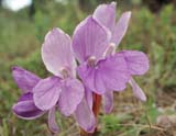 Roscoea