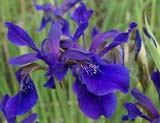 Iris bulleyana