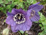 Meconopsis racemosa