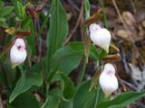 Cypripedium plectrochilum