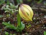 Lilium lophophorum