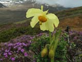 Meconopsis paniculata