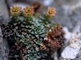 Saxifraga (Sect. Porphyrion)