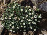 Saxifraga (Sect. Porphyrion)