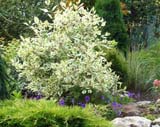 Cornus alba fol_variegatis