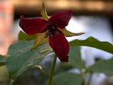 Trillium erectum