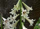 Cardiocrinum giganteum