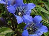 Gentiana algida_Gentiana tianshanica