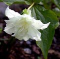 Trillium grandiflorom