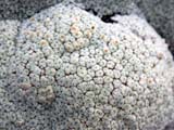 Raoulia eximia