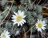 Raoulia grandiflora