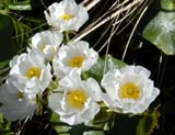 Ranunculus lyallii