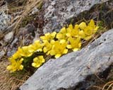 Ranunculus sericophyllus