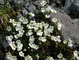 Ourisia caespitosa