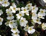 Ourisia caespitosa