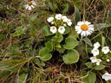 Ourisia macrocarpa