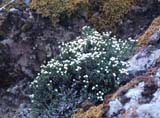 Helichrysum coralloides