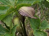 Arisaema elephas