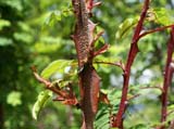 Rosa omeiensis var_pteracantha