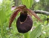 Cypripedium tibeticum