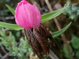 Podophyllum emodii