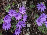 Primula nanobella