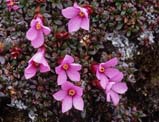 Diapensia himalaica