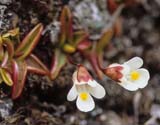 Pinguicula alpina