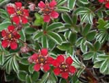 Potentilla purpurea